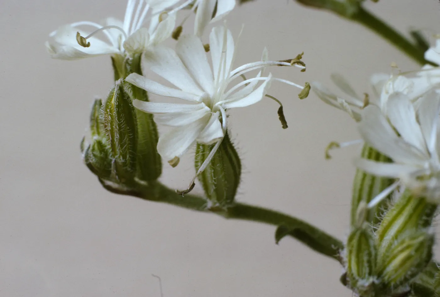 Silene dichotoma