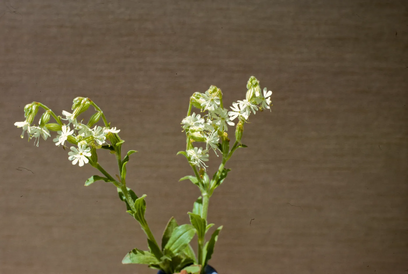 Silene dichotoma