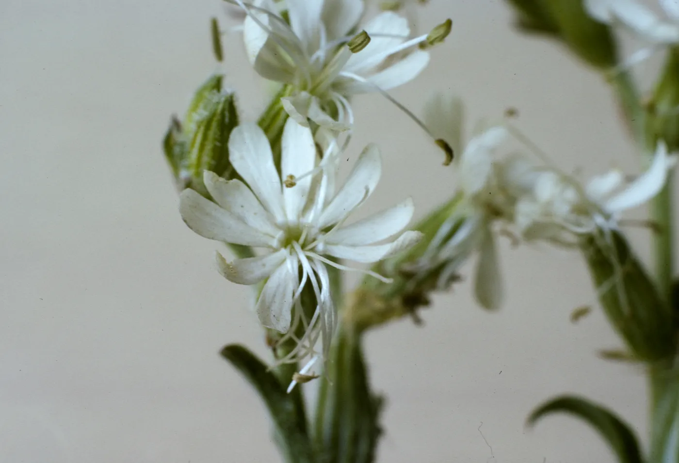 Silene dichotoma