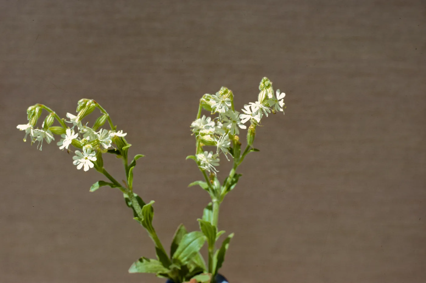 Silene dichotoma