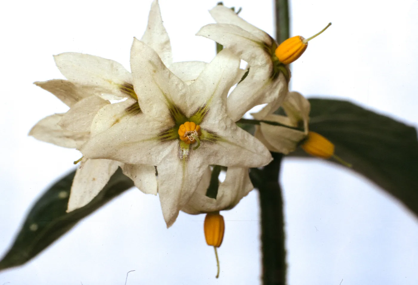 Solanum douglasii