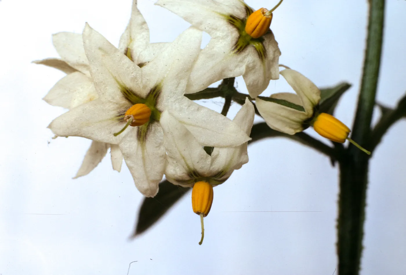 Solanum douglasii