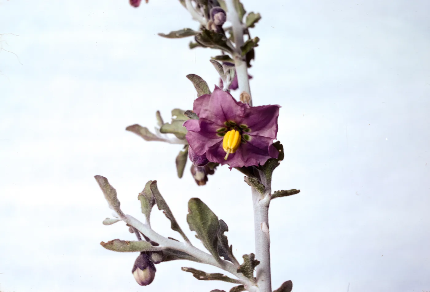 Solanum umbelliferum var. incanum