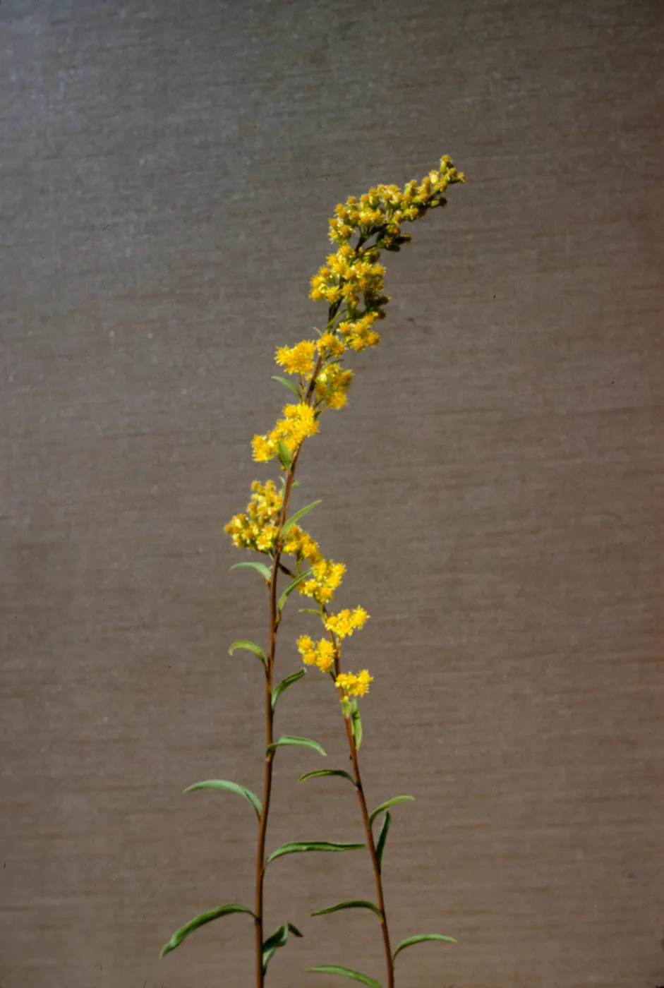 Solidago confinis