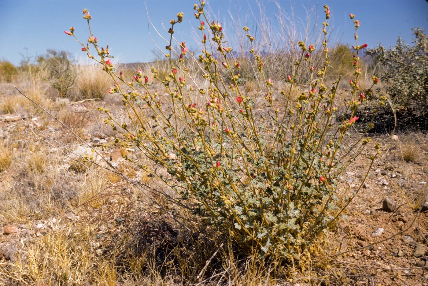 Sphaeralcea ambigua
