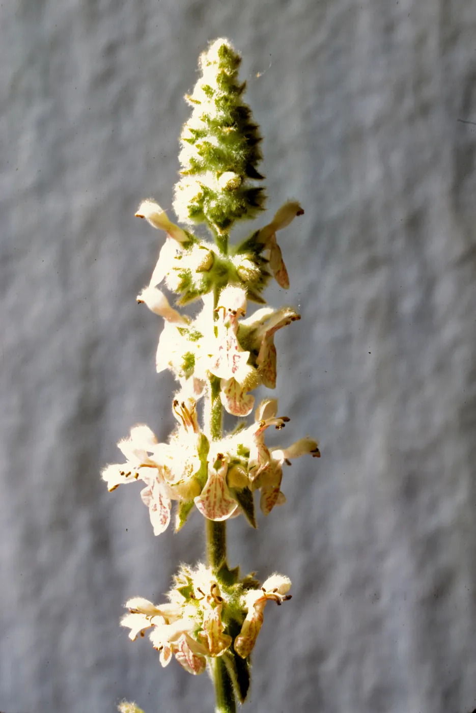 Stachys albens