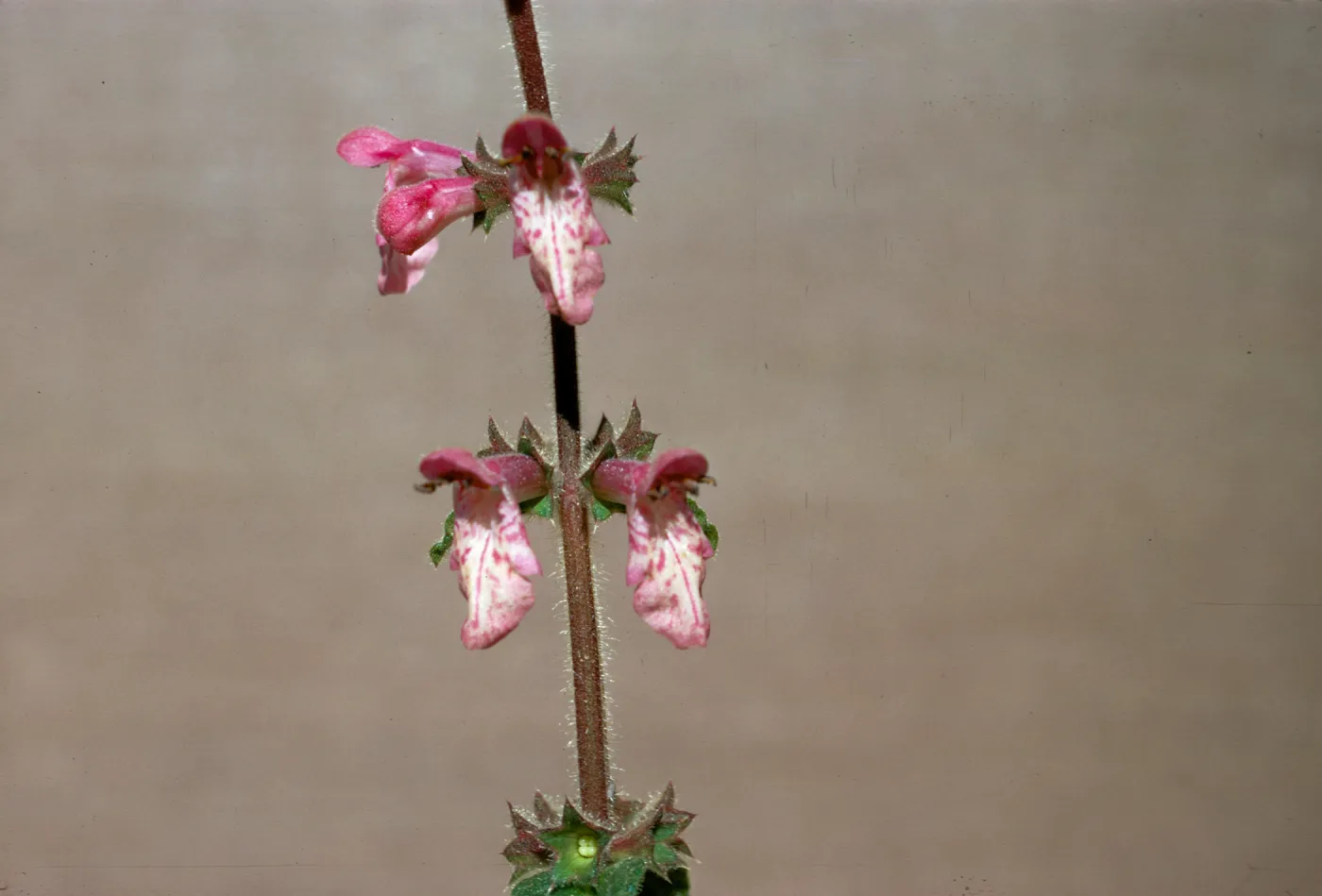Stachys bullata