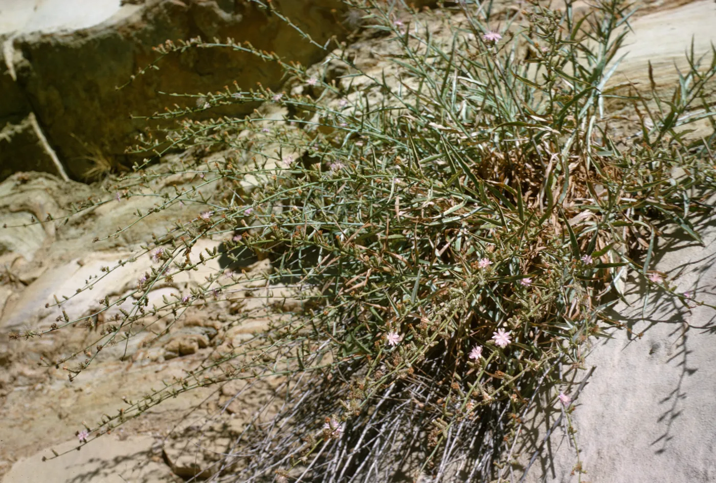 Stephanomeria cichoriacea