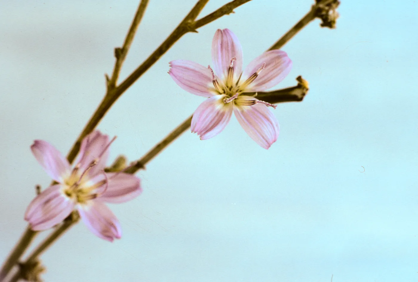 Stephanomeria virgata