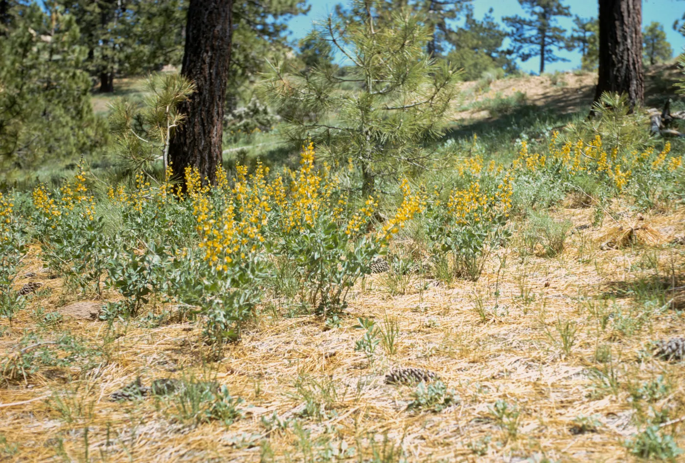 Thermopsis argentata