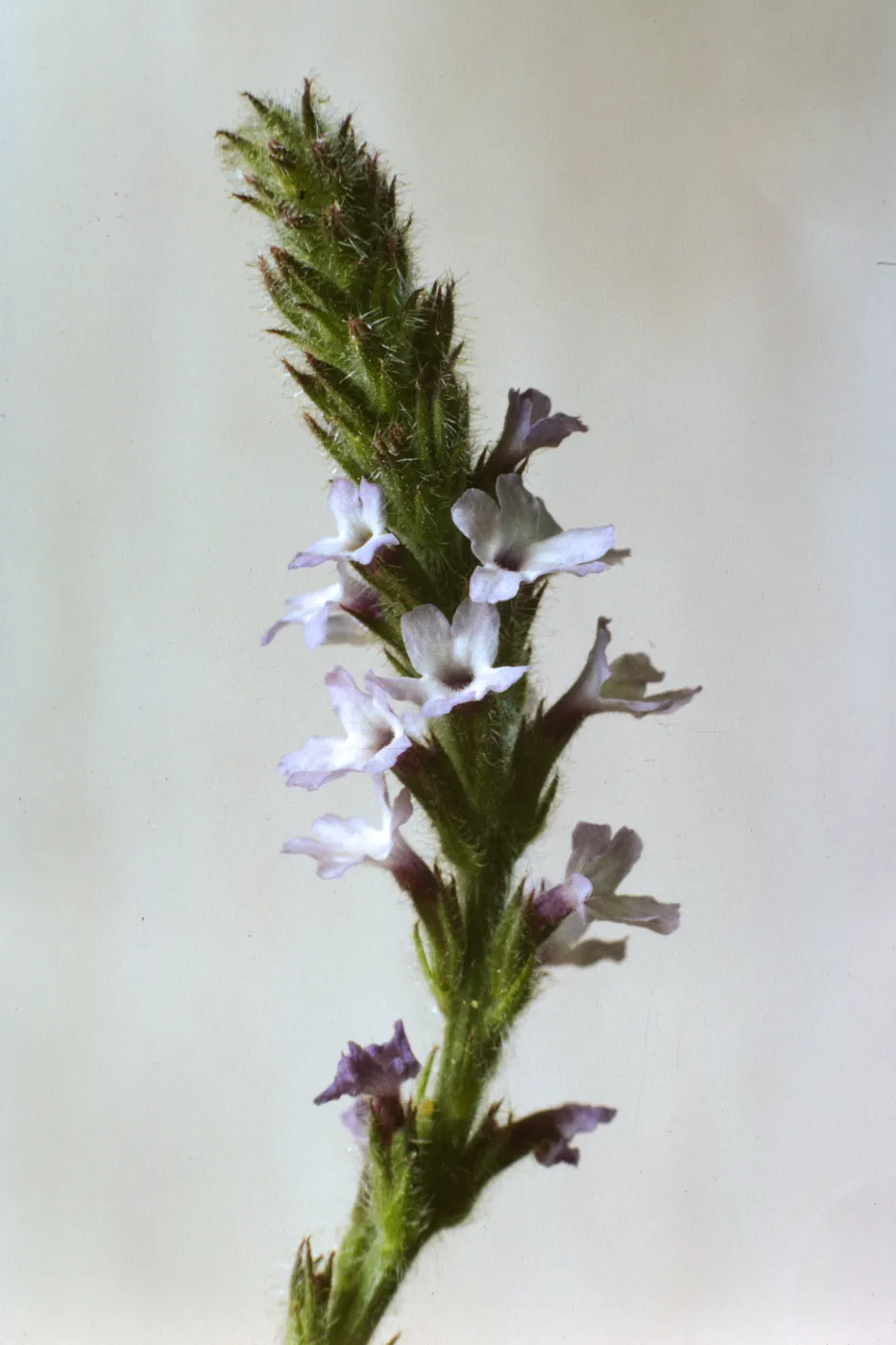 Verbena lasiostachys