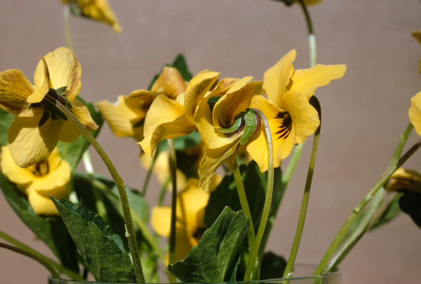 Viola pedunculata