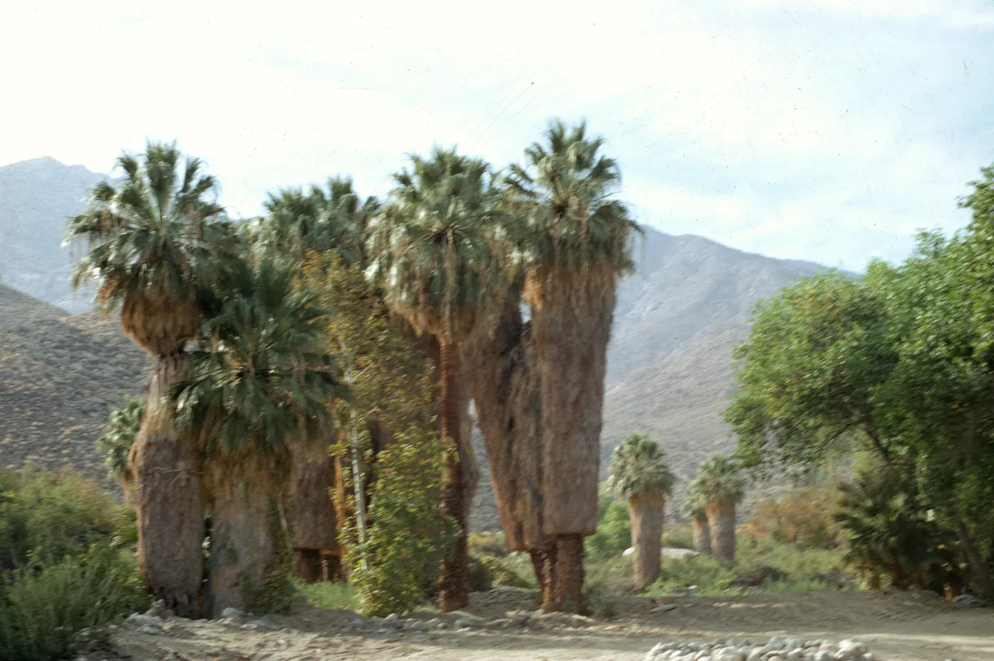 Washingtonia filifera