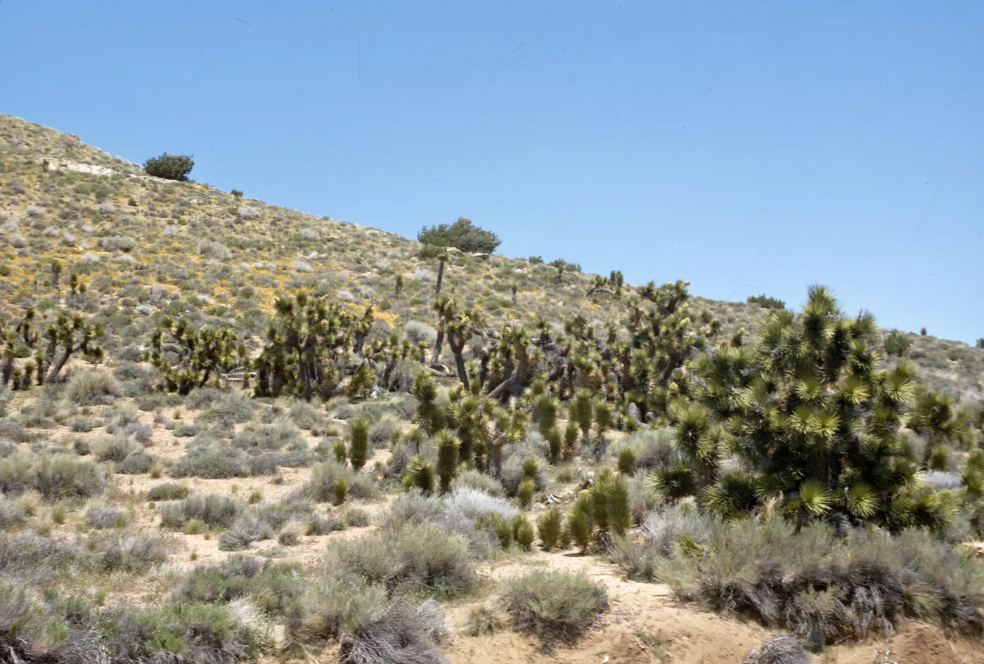 Yucca brevifolia var. herbertii - Joshua Trees