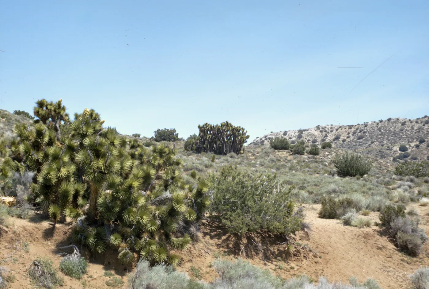 Yucca brevifolia var. herbertii - Joshua Trees