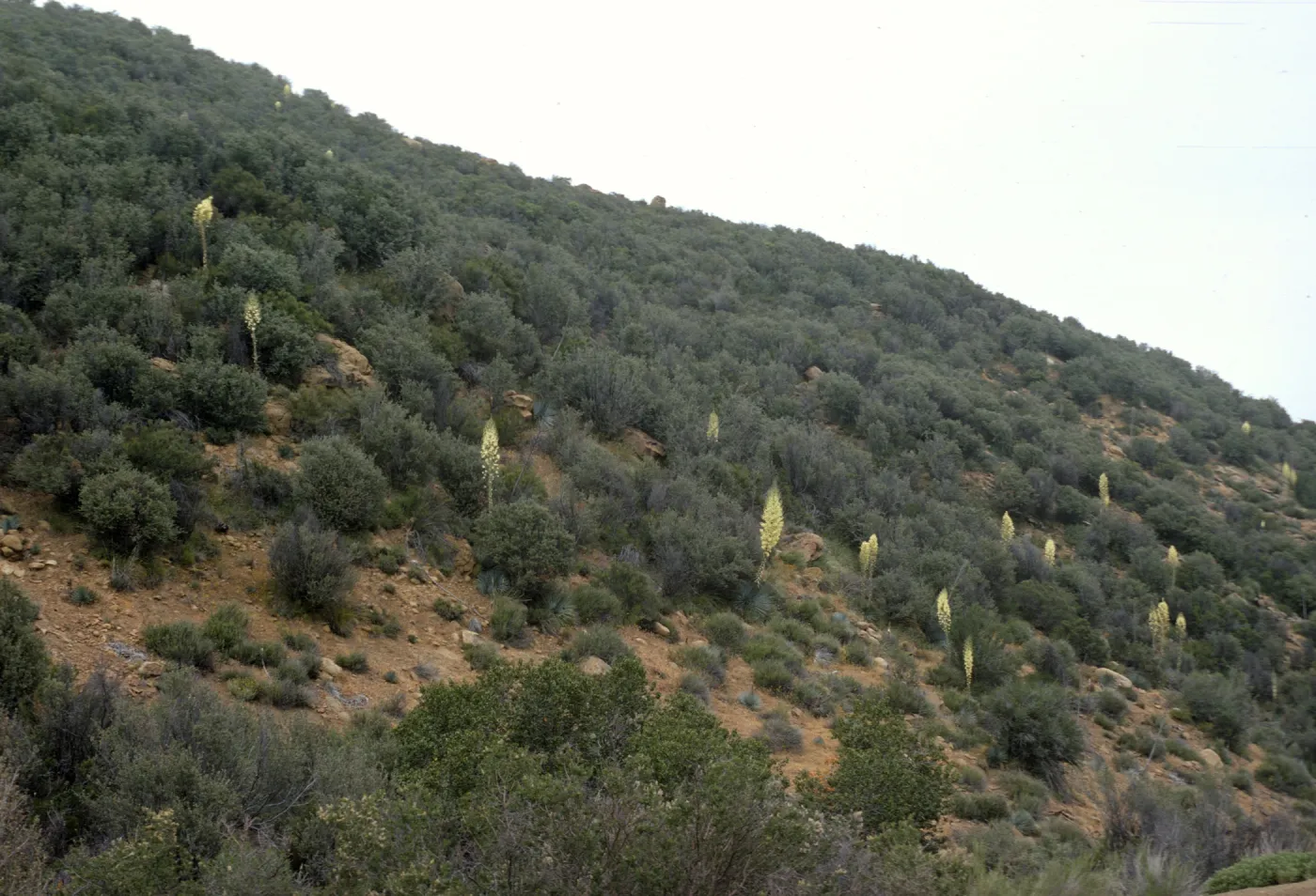 Yucca whipplei
