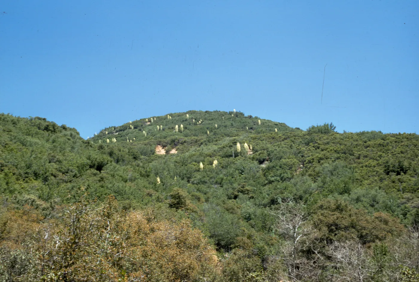 Yucca whipplei