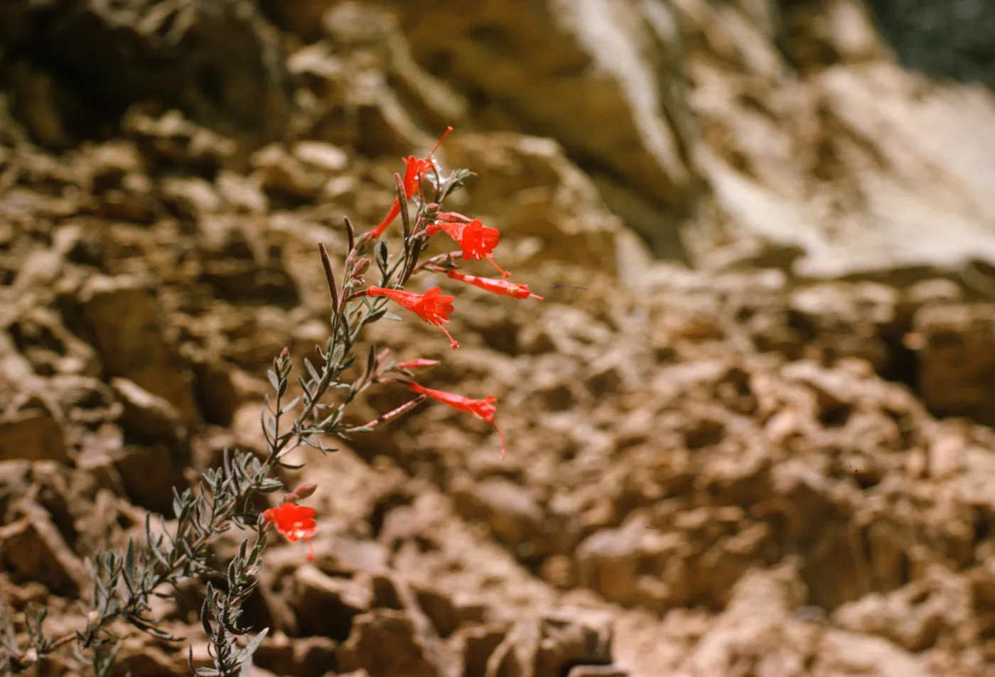 Zauschneria californica