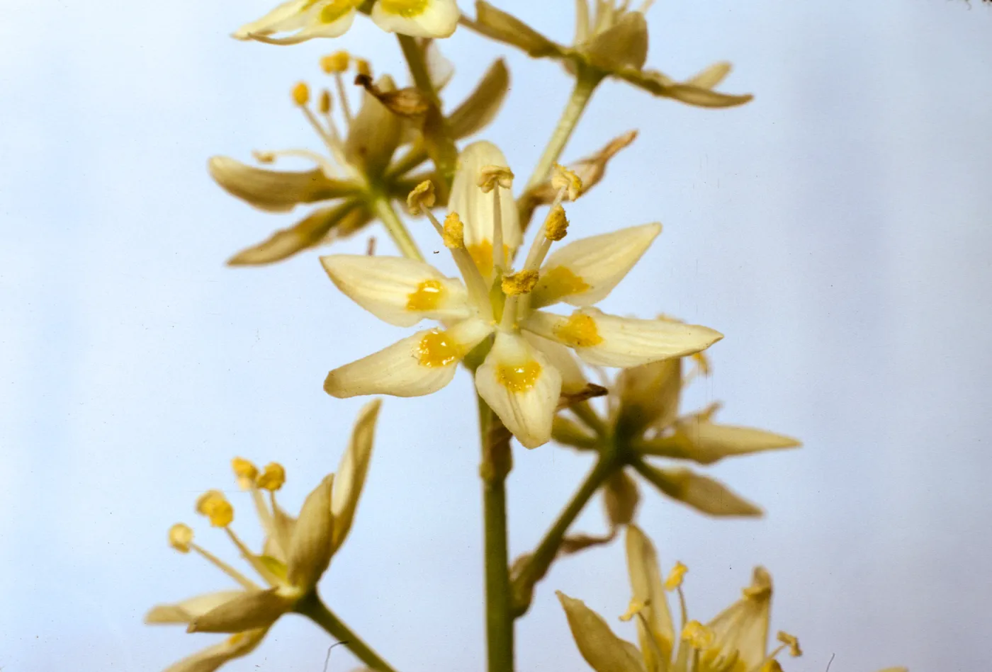 Zigadenus fremontii