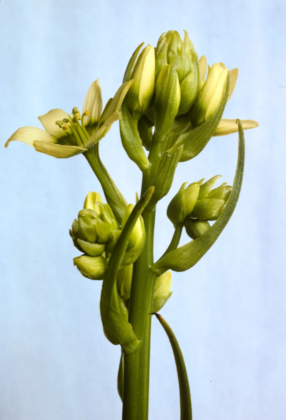 Zigadenus fremontii (Subspecies Unknown)