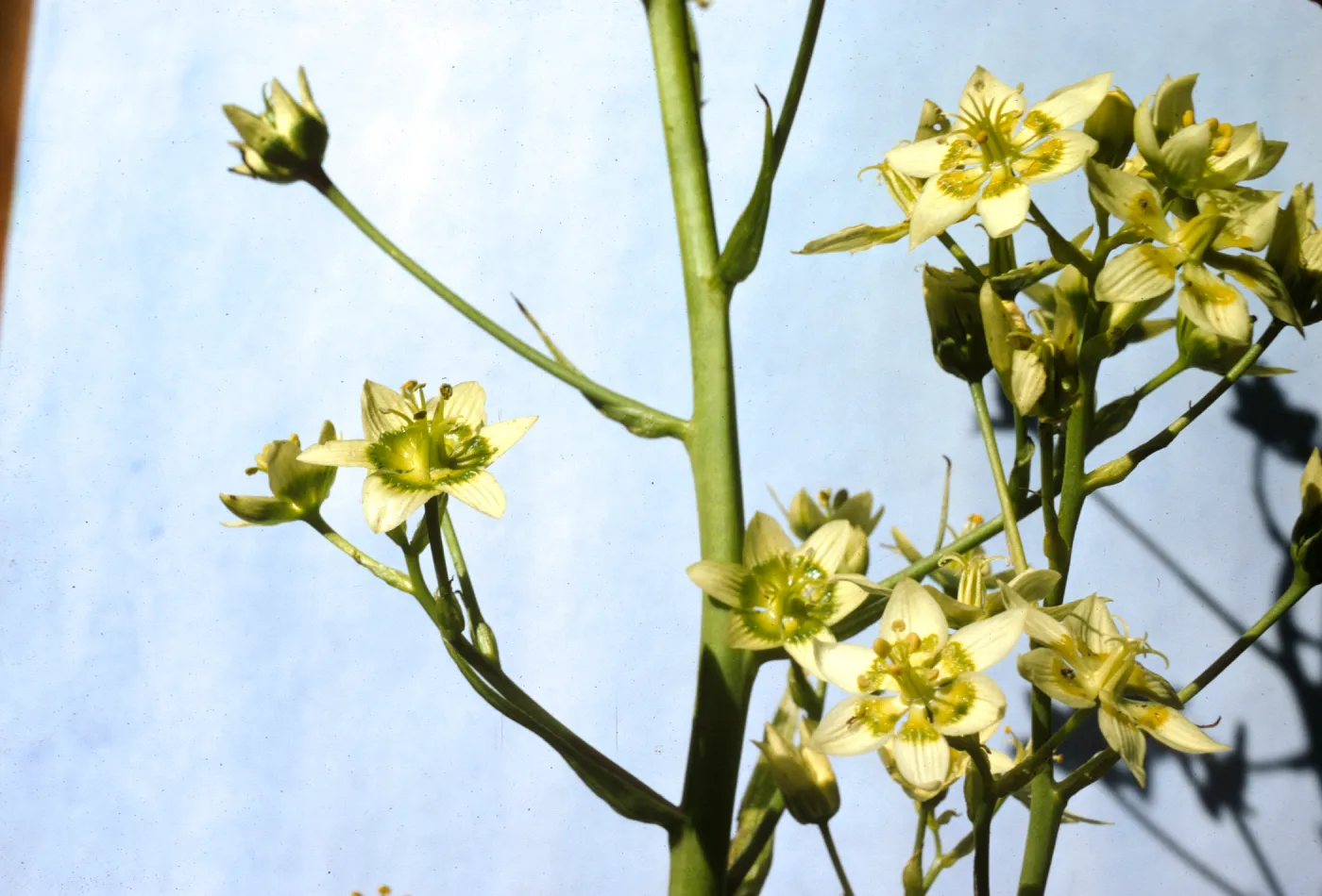 Zigadenus fremontii 