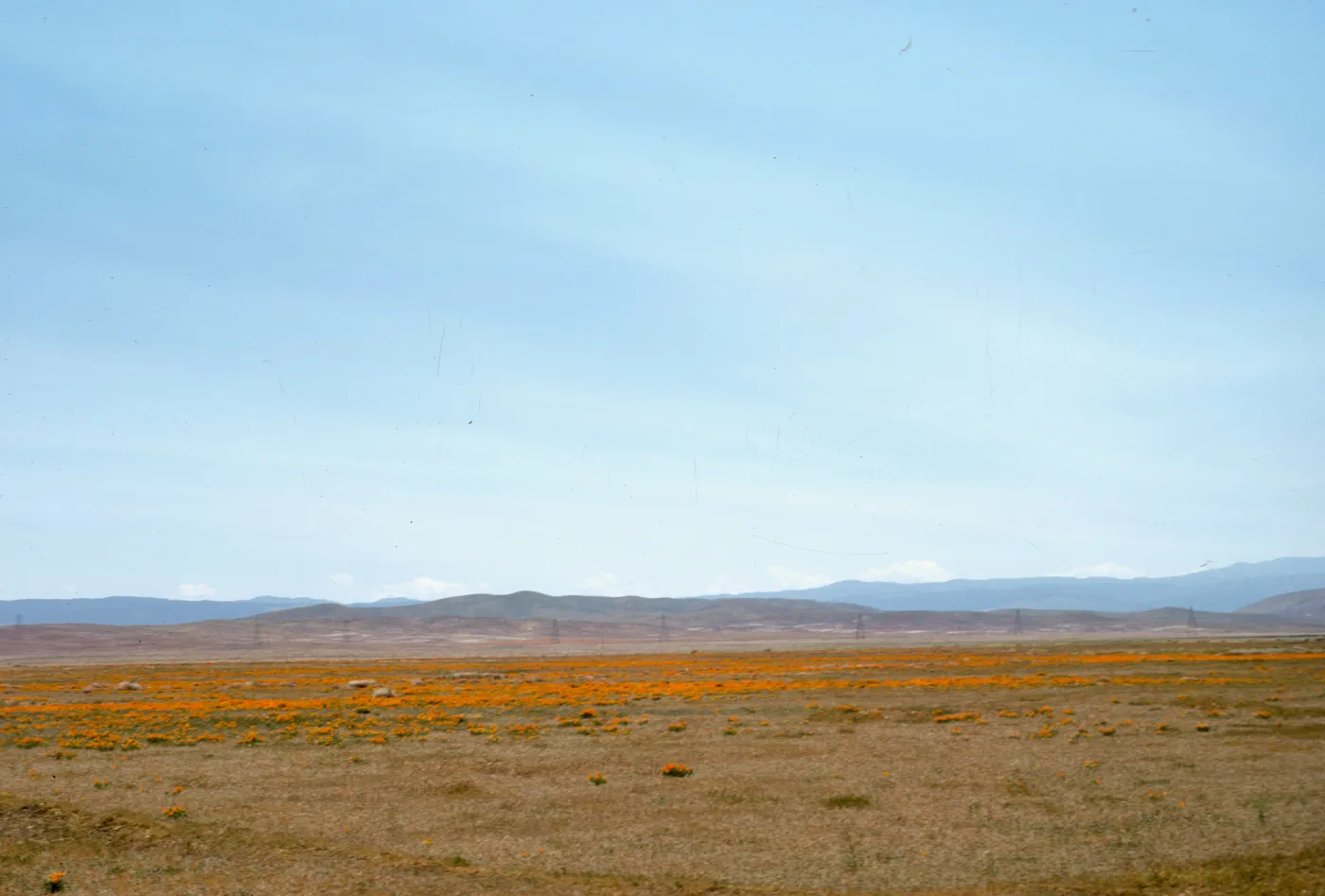 Eschscholzia californica