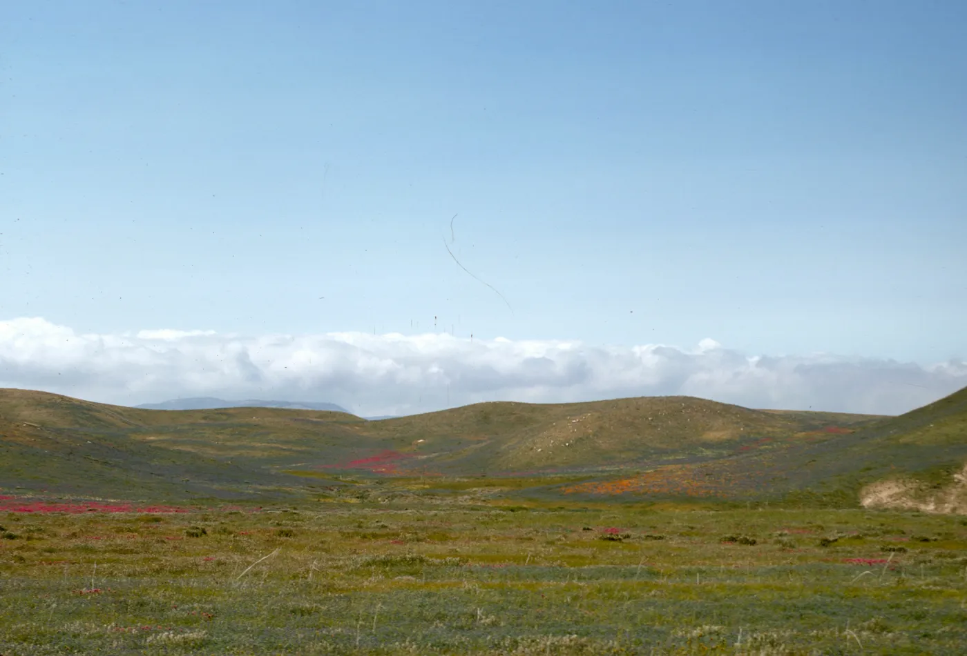 Antelope Valley Spring Wildflowers