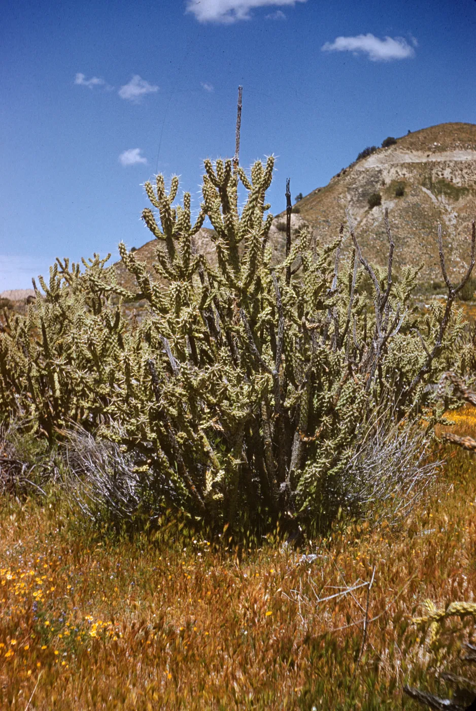 Opuntia parryi - Valley Cholla