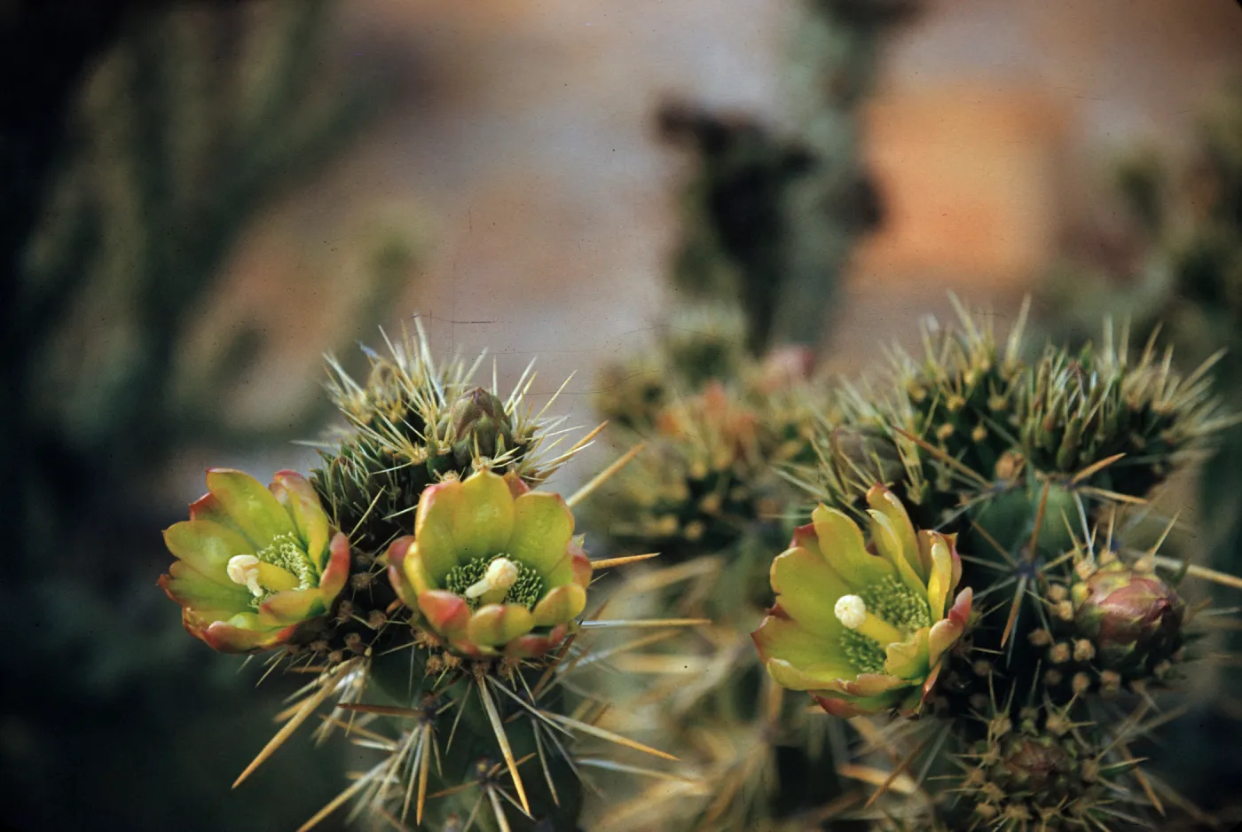 Opuntia parryi