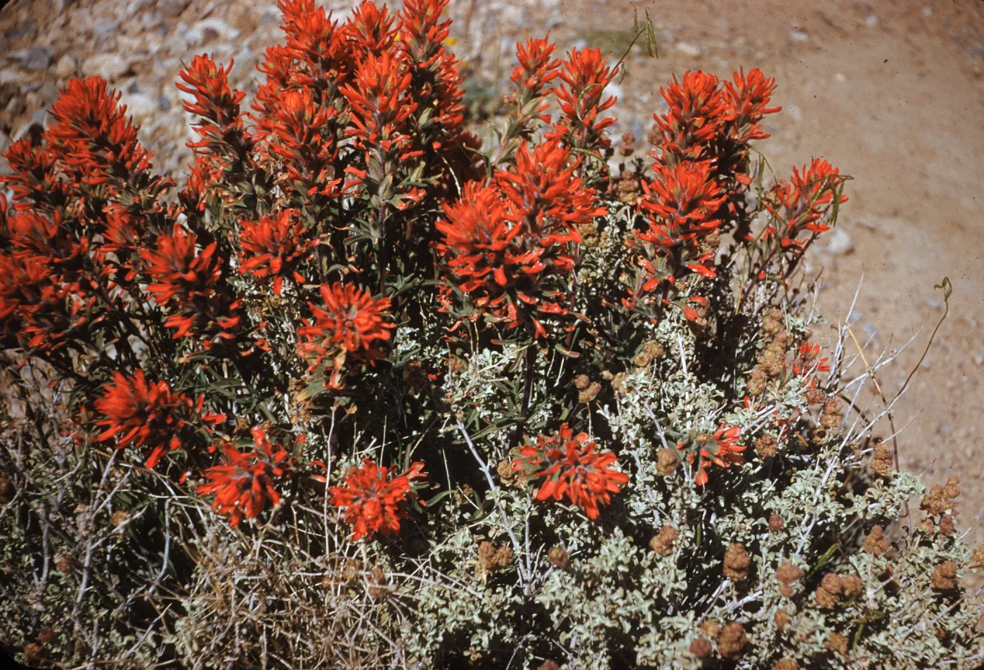 Indian Paint Brush, Kingston Mountains