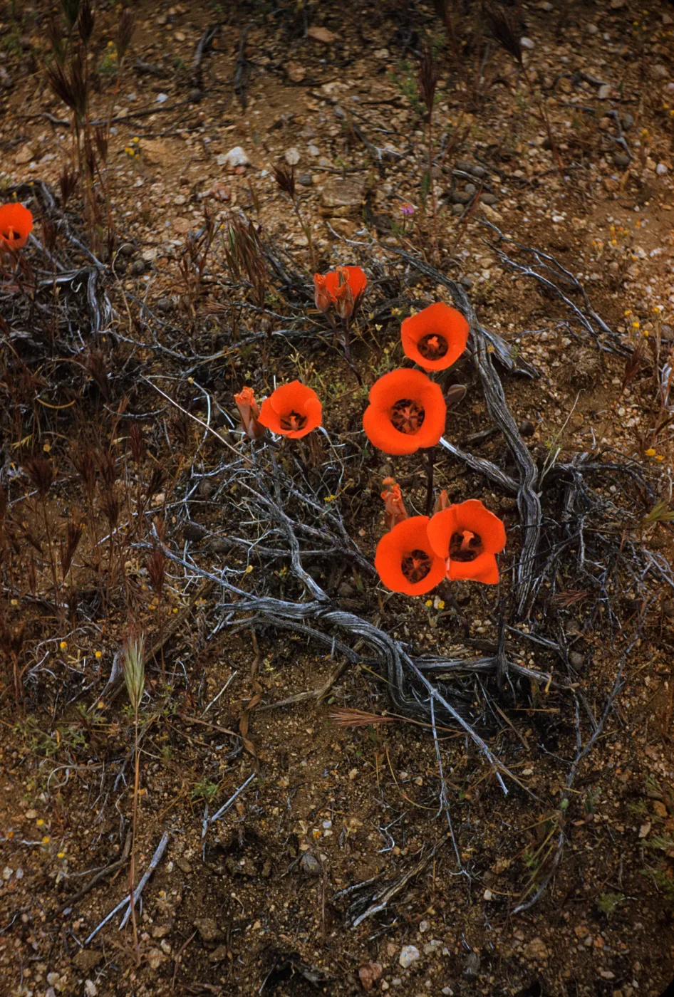 Calochortus kennedyi, Desert Mariposa, Willow Spring Wash