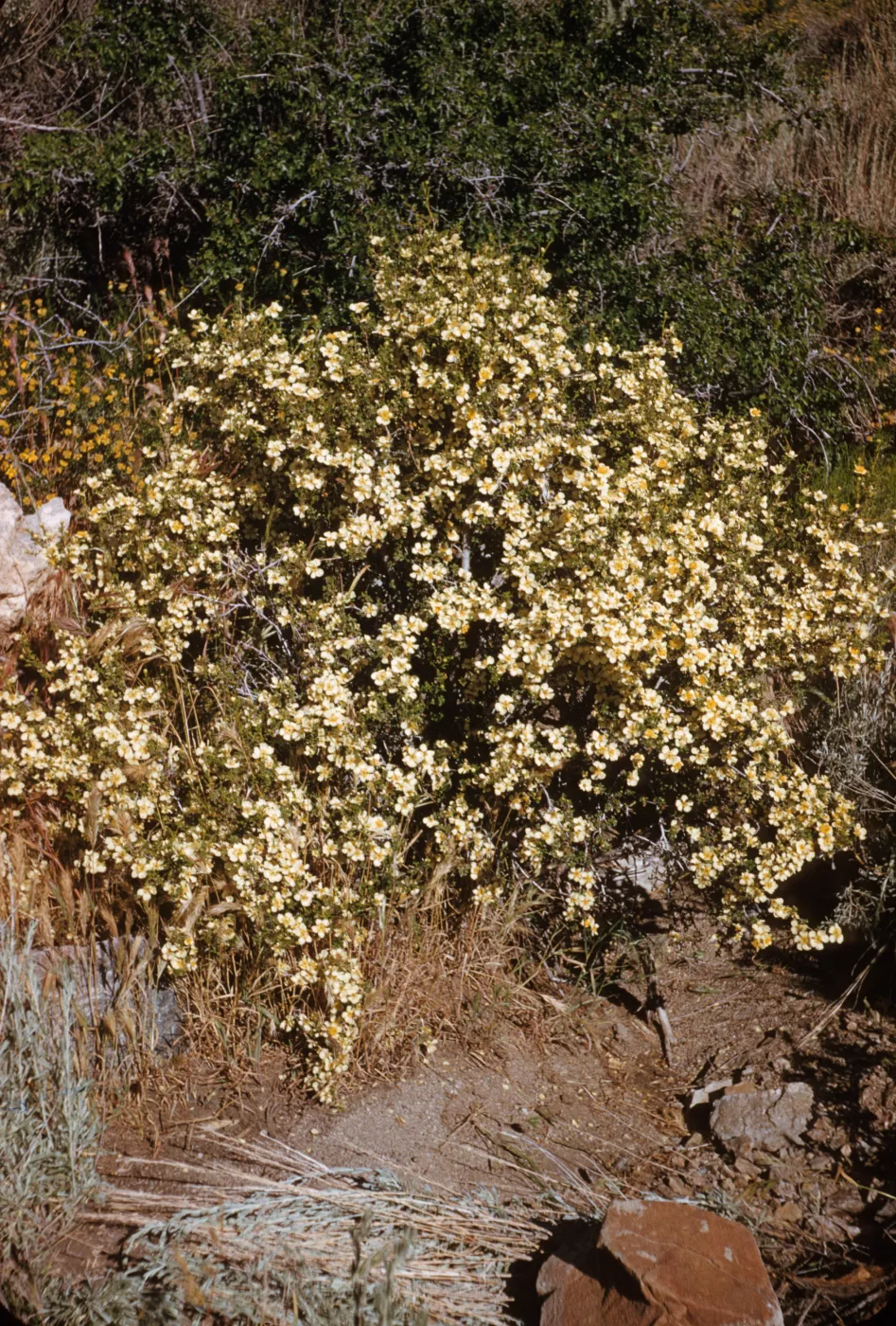 Cliff Rose, Cowania mexicana var. stansburiana, Horse Spr.