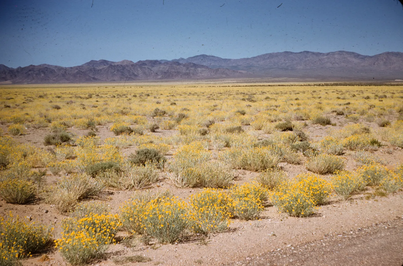 Desert Marigolds, Baileya multiradiata