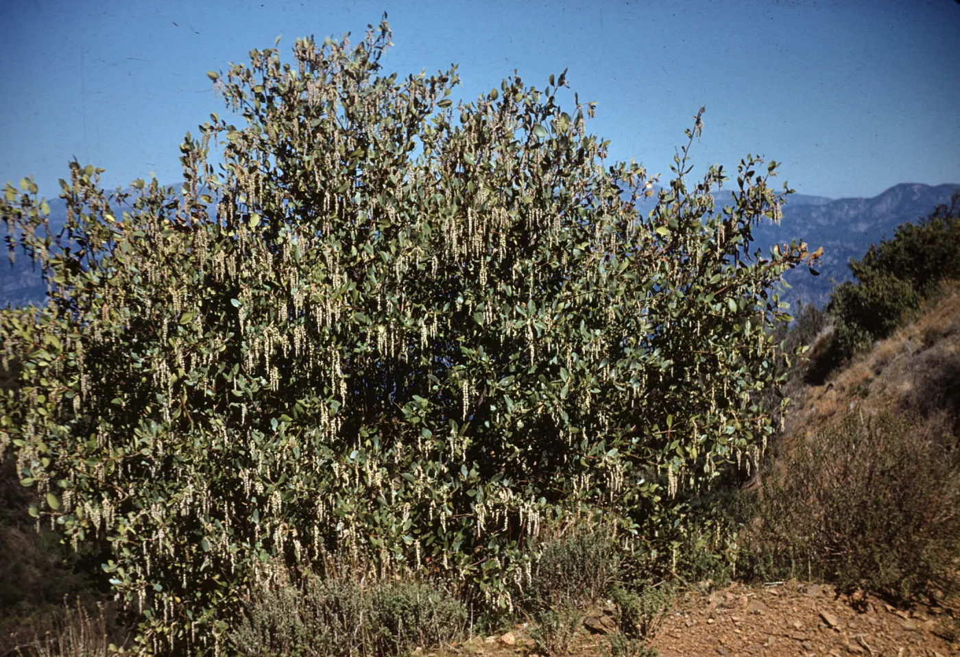Garrya veatchii, Camino Cielo, Romero Canyon