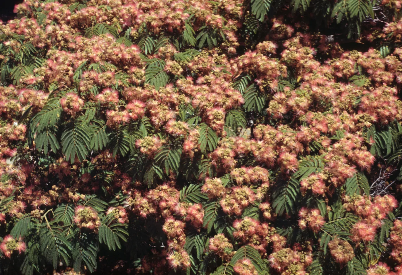 Albizia julibrissin