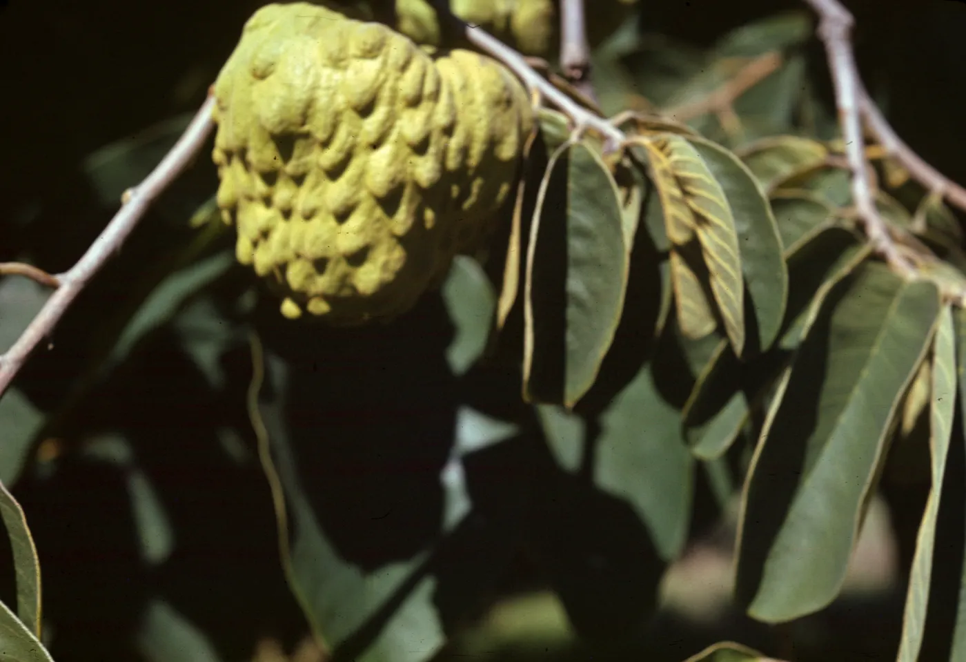 Annona cherimola, Cherimoya