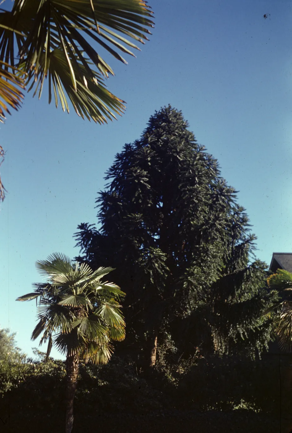 Araucaria bidwillii