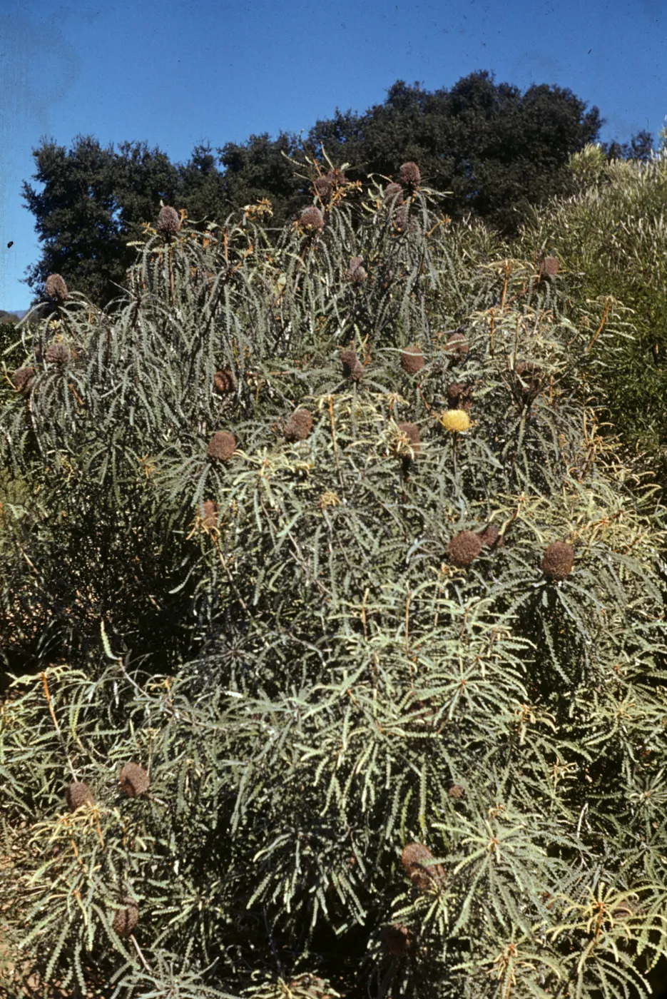 Banksia speciosa