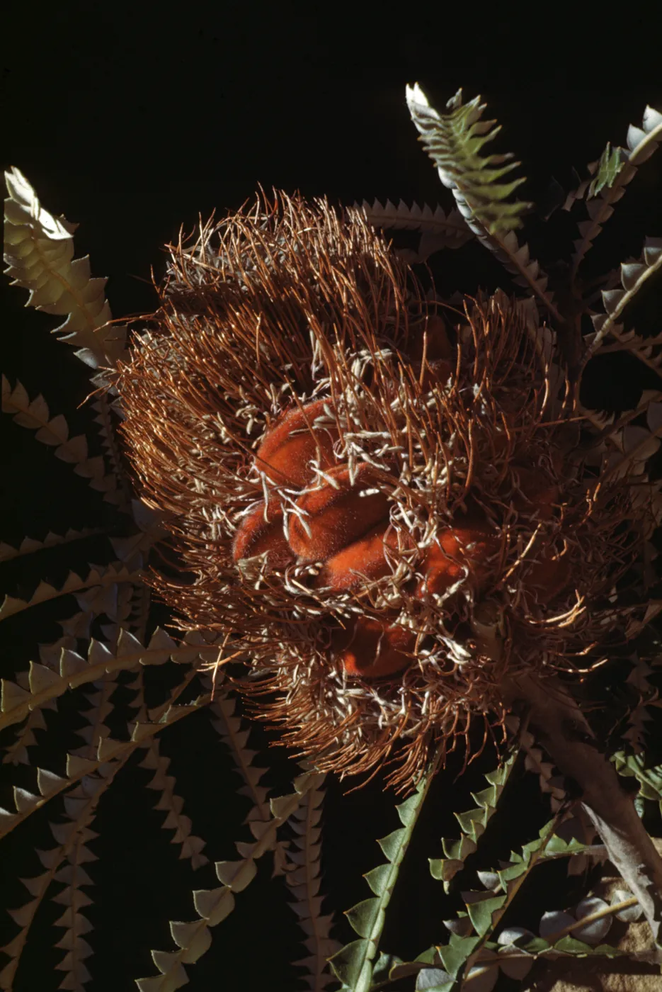 Banksia speciosa fruit