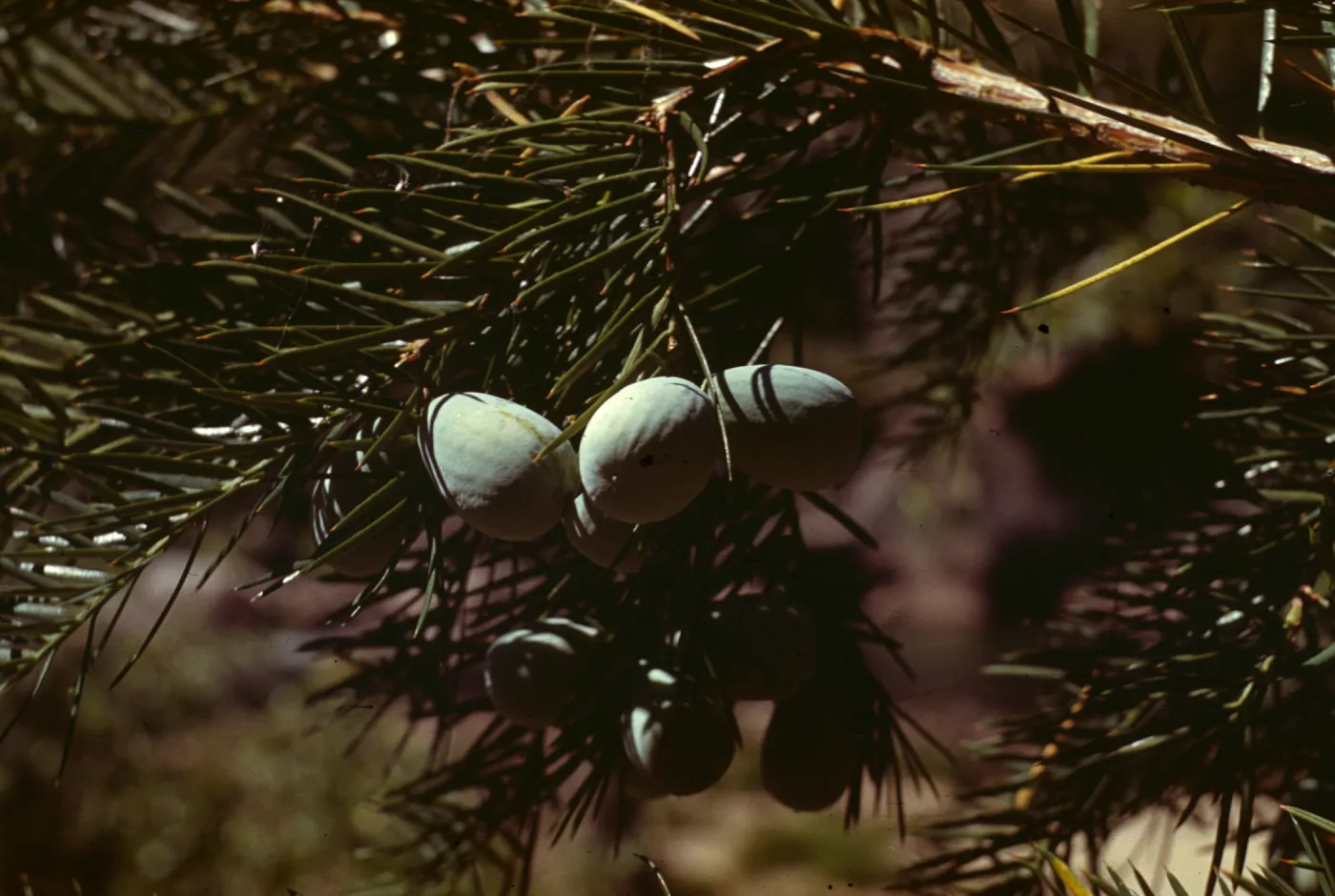 Torreya californica