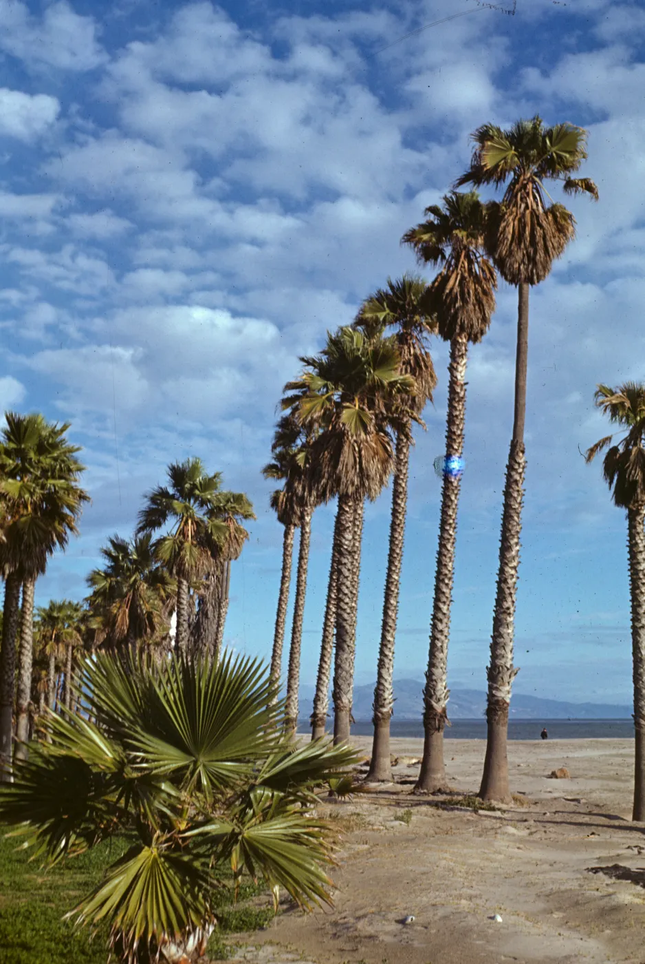 Washingtonia robusta