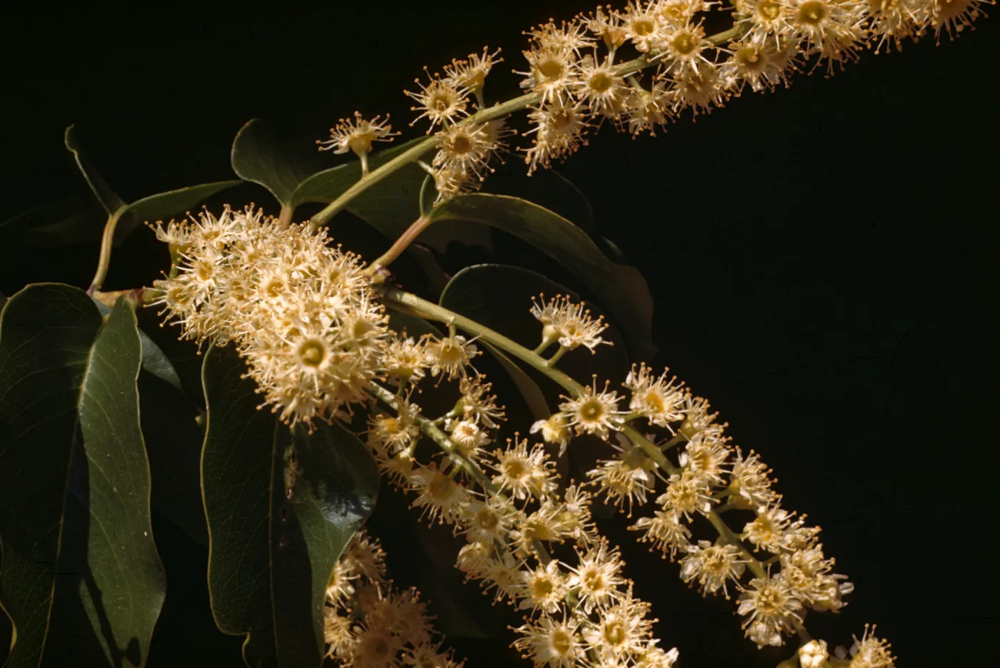 Prunus lyonii