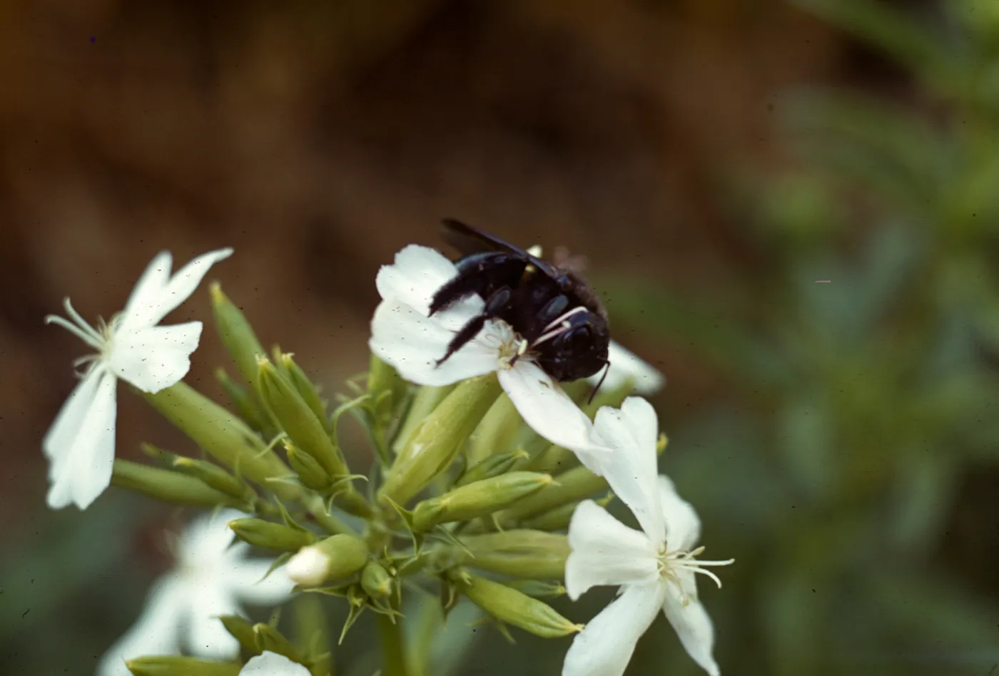 Saponaria officinalis flower with Bee