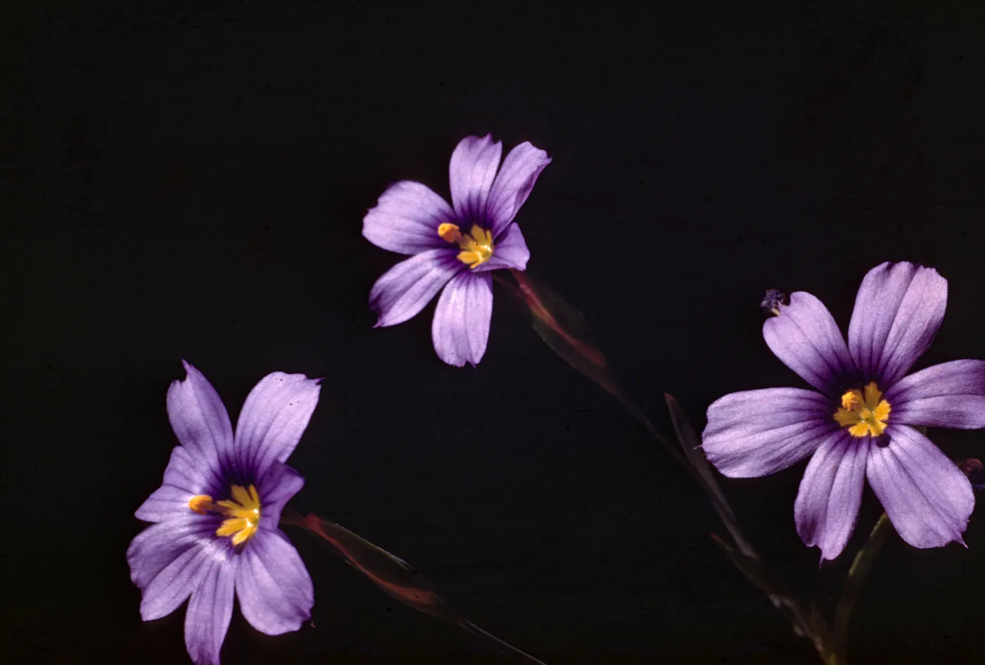Sisyrinchium bellum 