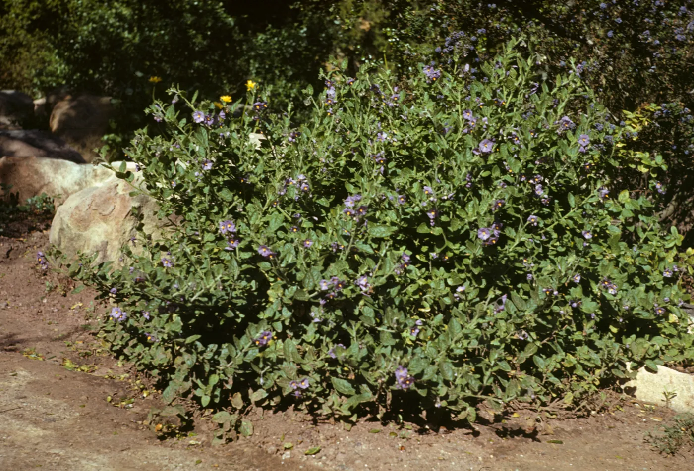 Solanum wallacei 