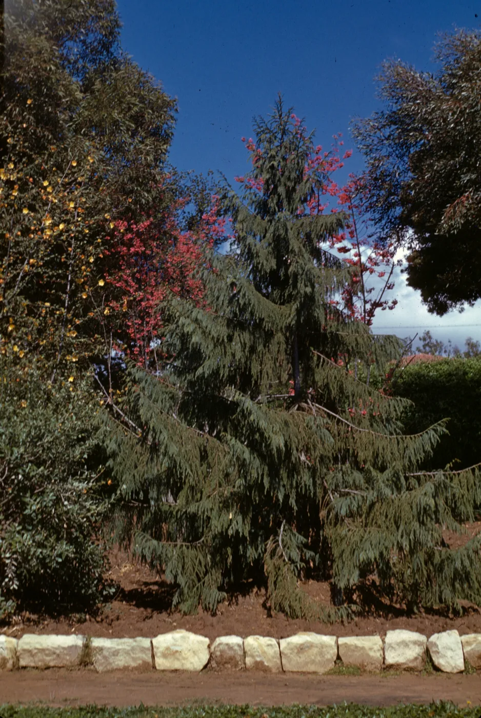 Taiwania formosana
