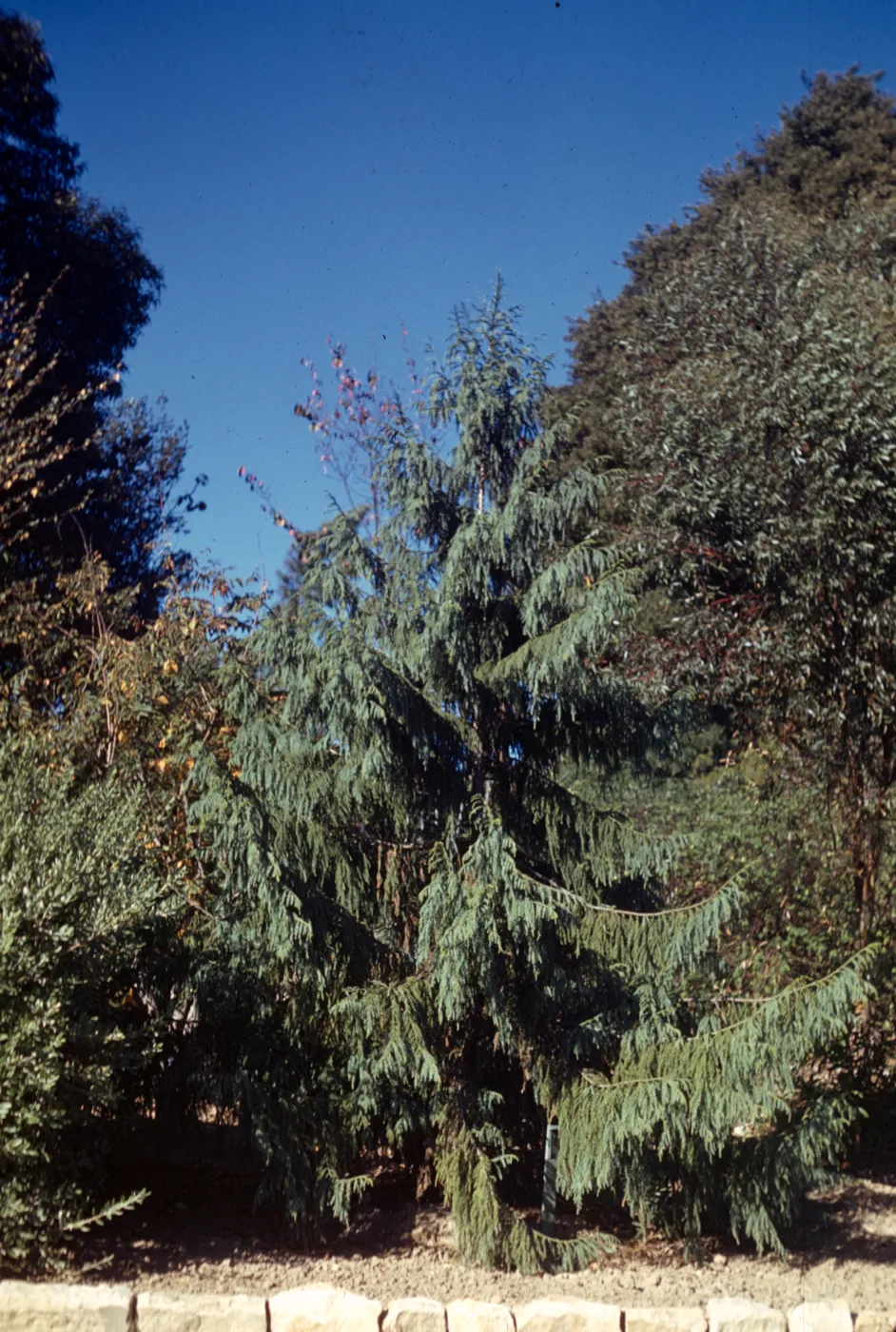 Taiwania species in Hillside Park (Orpet Park)