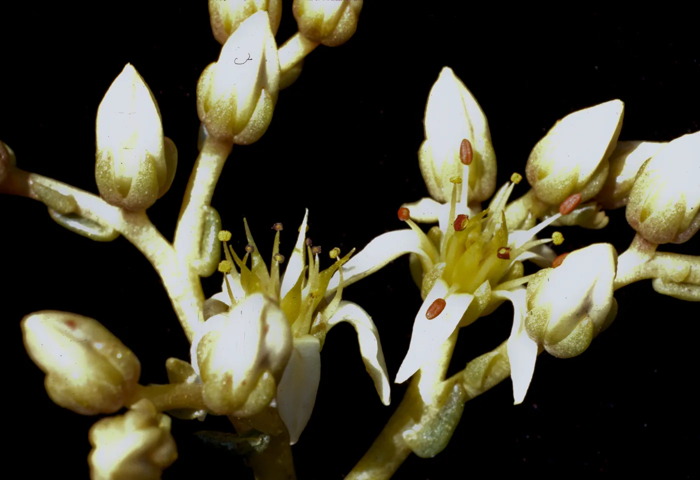 Dudleya edulis