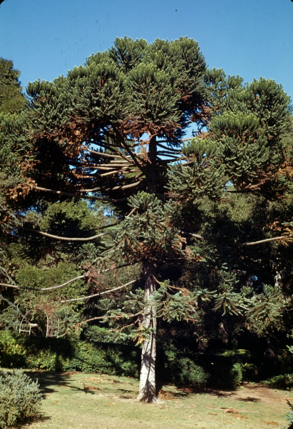 Araucaria angustifolia