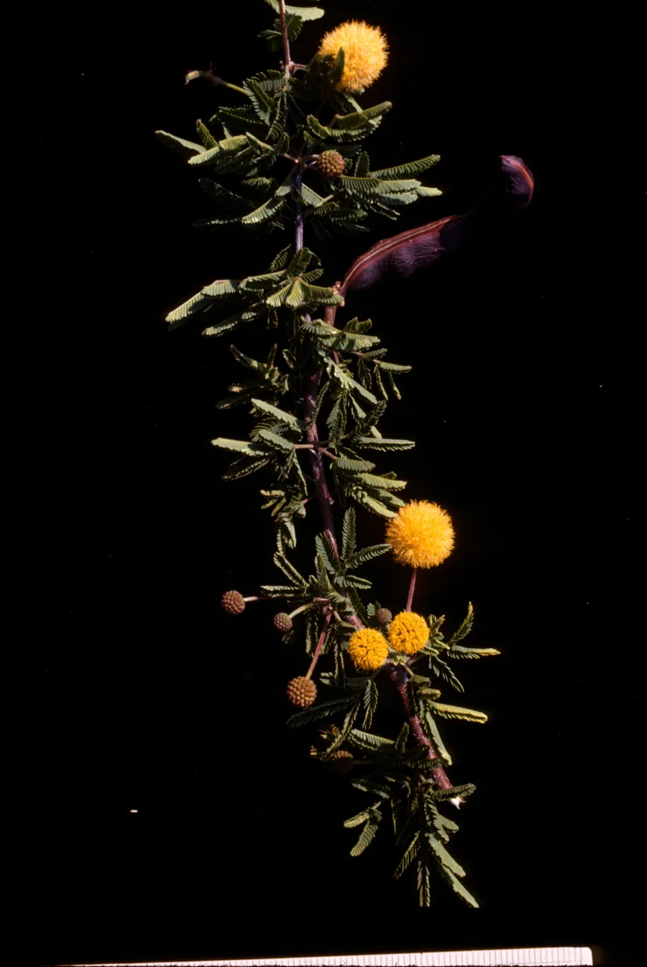 Acacia farnesiana